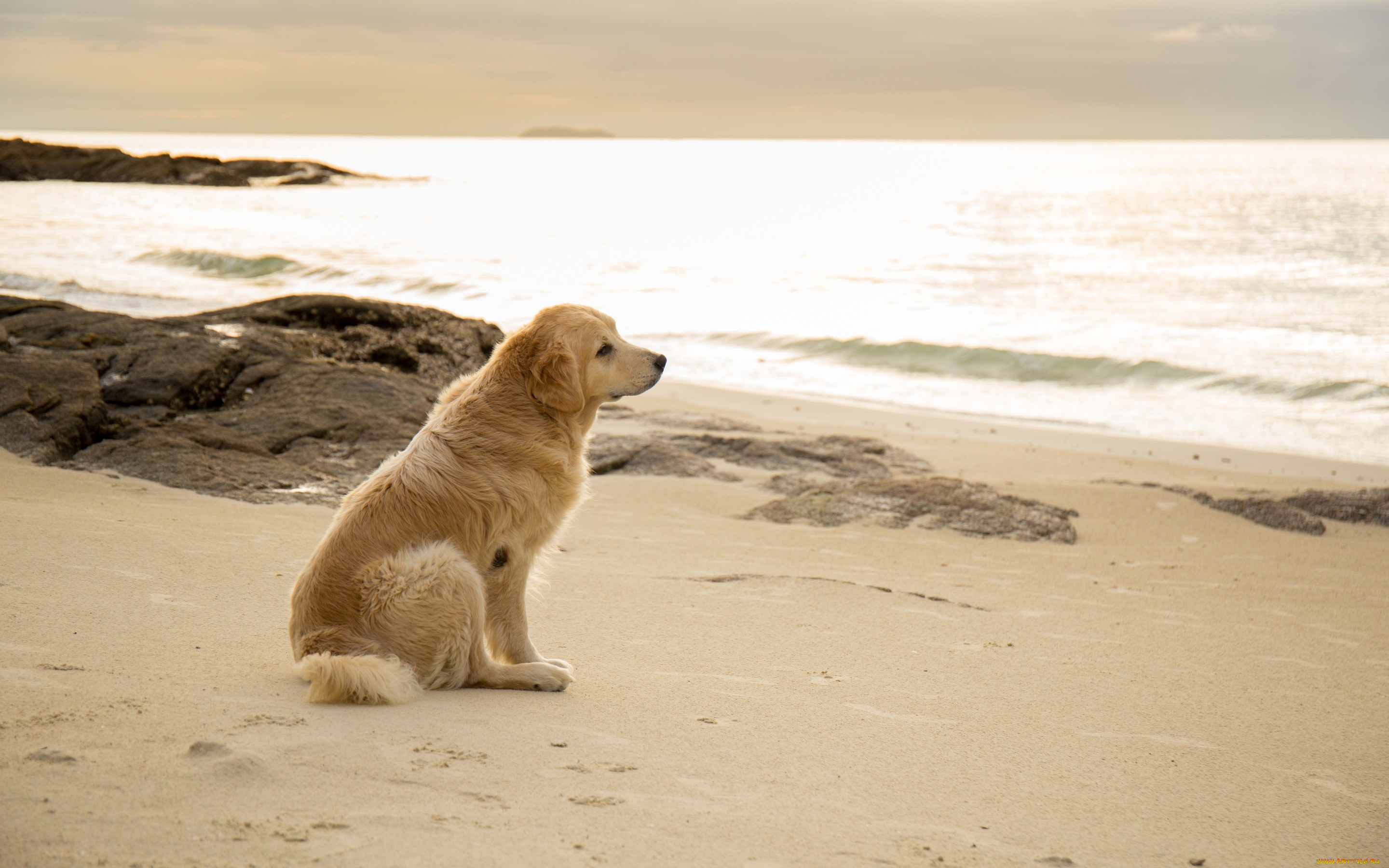 , , labrador, seascape, retriever, , , beach, dog, golden, , summer, , , , , sand, sea